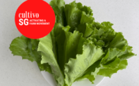 How to cook lettuce chinese style