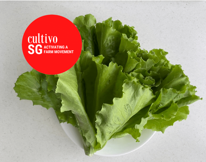 How to cook lettuce chinese style